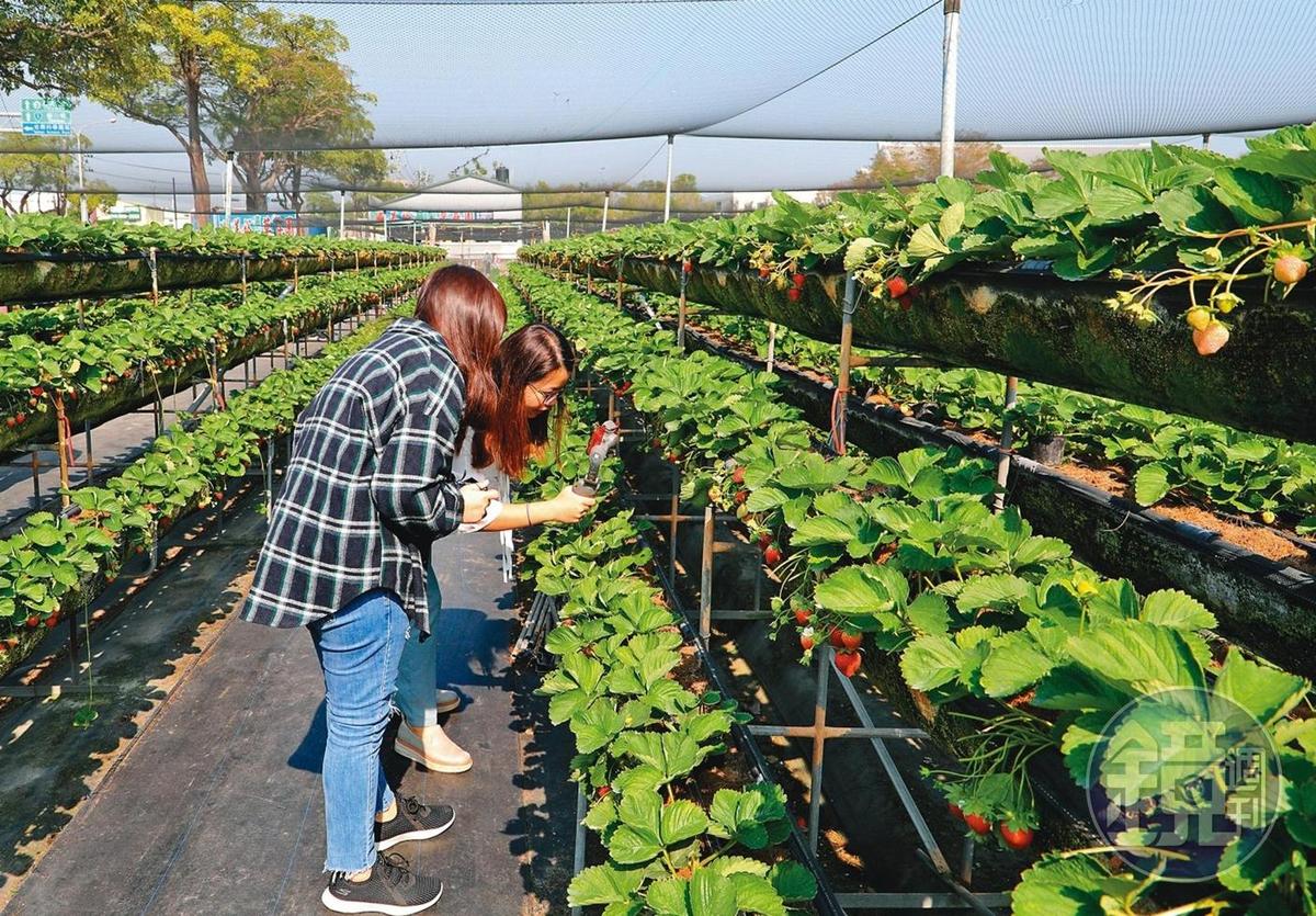 台南善化的「美裕高架草莓園」十分方便遊客採果。（彭仁義攝）