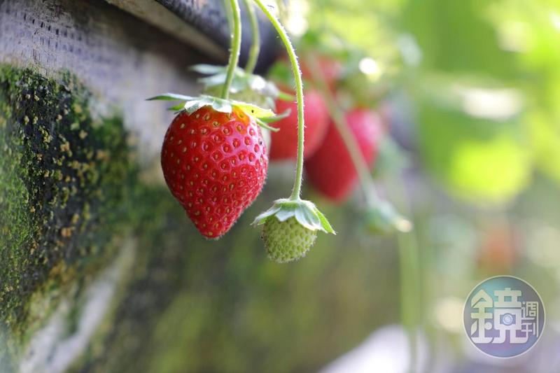 草莓正對時，過年期間走春來趟草莓之旅吧。圖為台南美裕草莓園。（彭仁義攝）