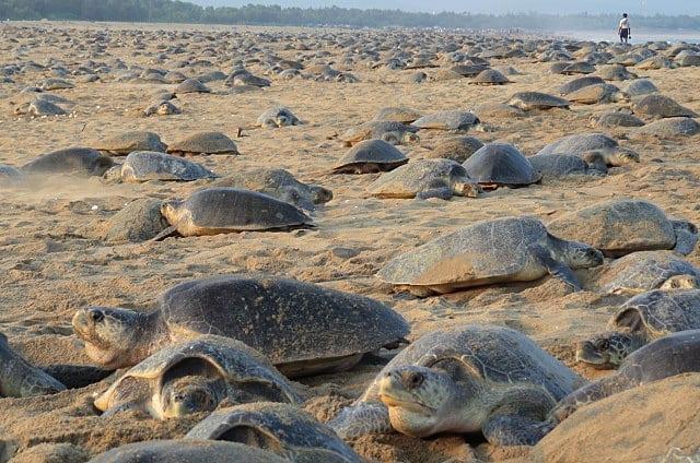 睽違7年，印度海灘在一週內瘋狂湧入32萬隻瀕危海龜上岸產卵。（翻攝自bipro_seas  Instagram）
