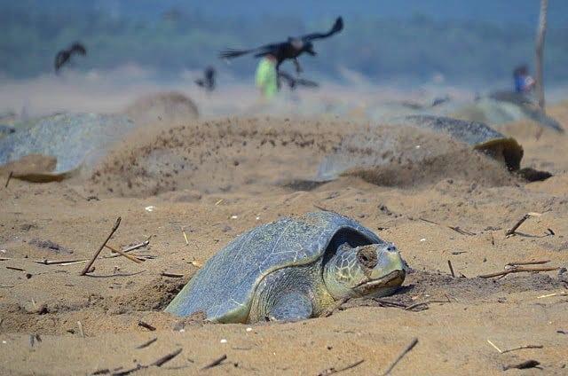 睽違7年，印度海灘在一週內瘋狂湧入32萬隻瀕危海龜上岸產卵。（翻攝自bipro_seas  Instagram）