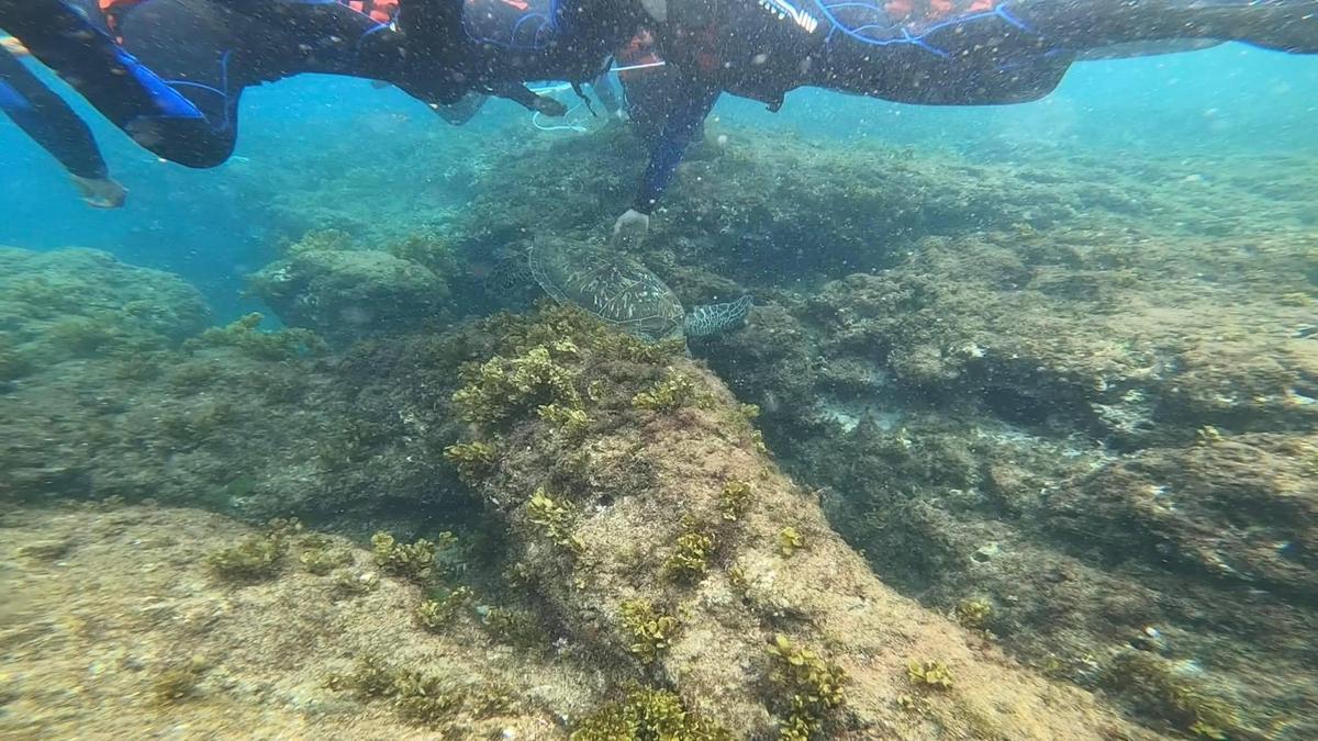 網友GoPro的畫面拍攝到浮潛客私自觸碰海龜背部。（翻攝自爆料公社）