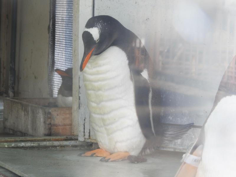 日本水族館驚見「20塊腹肌」企鵝網友自嘆不如：我輸了