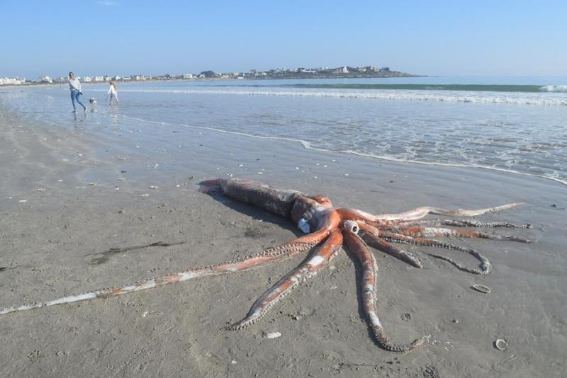 巨型大王烏賊躺南非海灘極度罕見完整屍體令人看傻眼