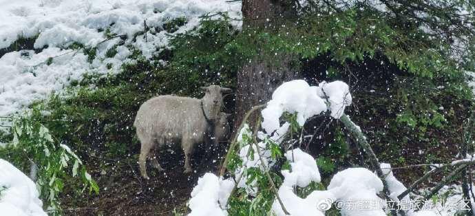 新疆在六月底發生暴雪，導致近500頭羊死亡。（（翻攝新疆那拉提旅遊風景區微博）