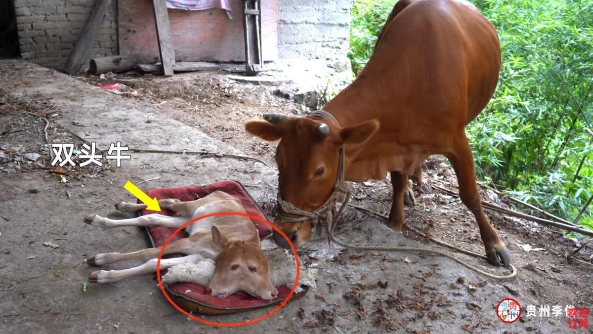 雙頭牛有著4隻眼睛與2張嘴巴，村民看見後紛紛圍觀拍照。（翻攝自YT頻道：貴州李俊Guizhou Li Jun）
