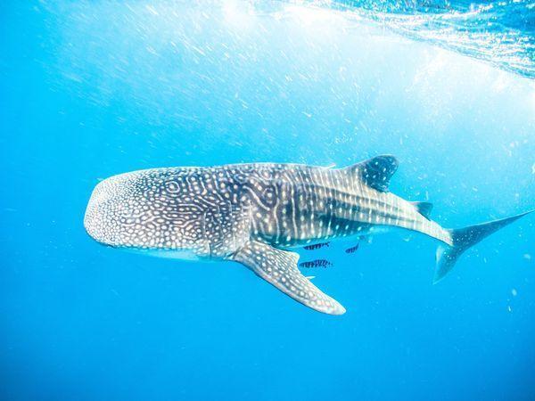 今年6月甫列入保育類的鯨鯊，未來人工繁殖個體也必須適用《野保法》規定。（翻攝自海委會）