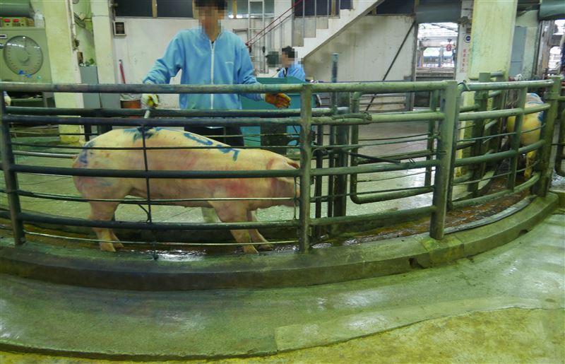 豬隻被運抵肉品市場後，在沒麻醉的狀態下被「刺印」來標記購買者。（台灣動物社會研究會提供）