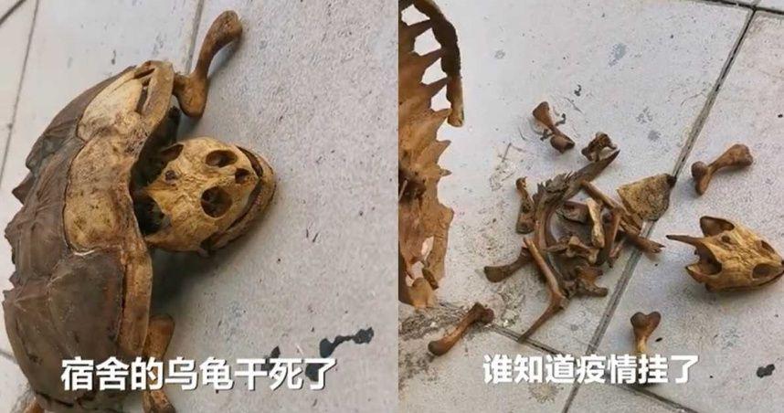 林姓學生返回宿舍發現寵物龜只剩骨骸，難過表示「誰能料到疫情爆發有8個月的時間無法回學校。」（翻攝自青年時報微博）