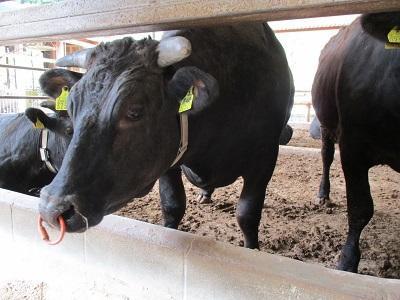 愛知縣地方政府透過收購和牛，不僅解決農家困境，也讓學童更認識在地特產。（翻攝自新城小學校）