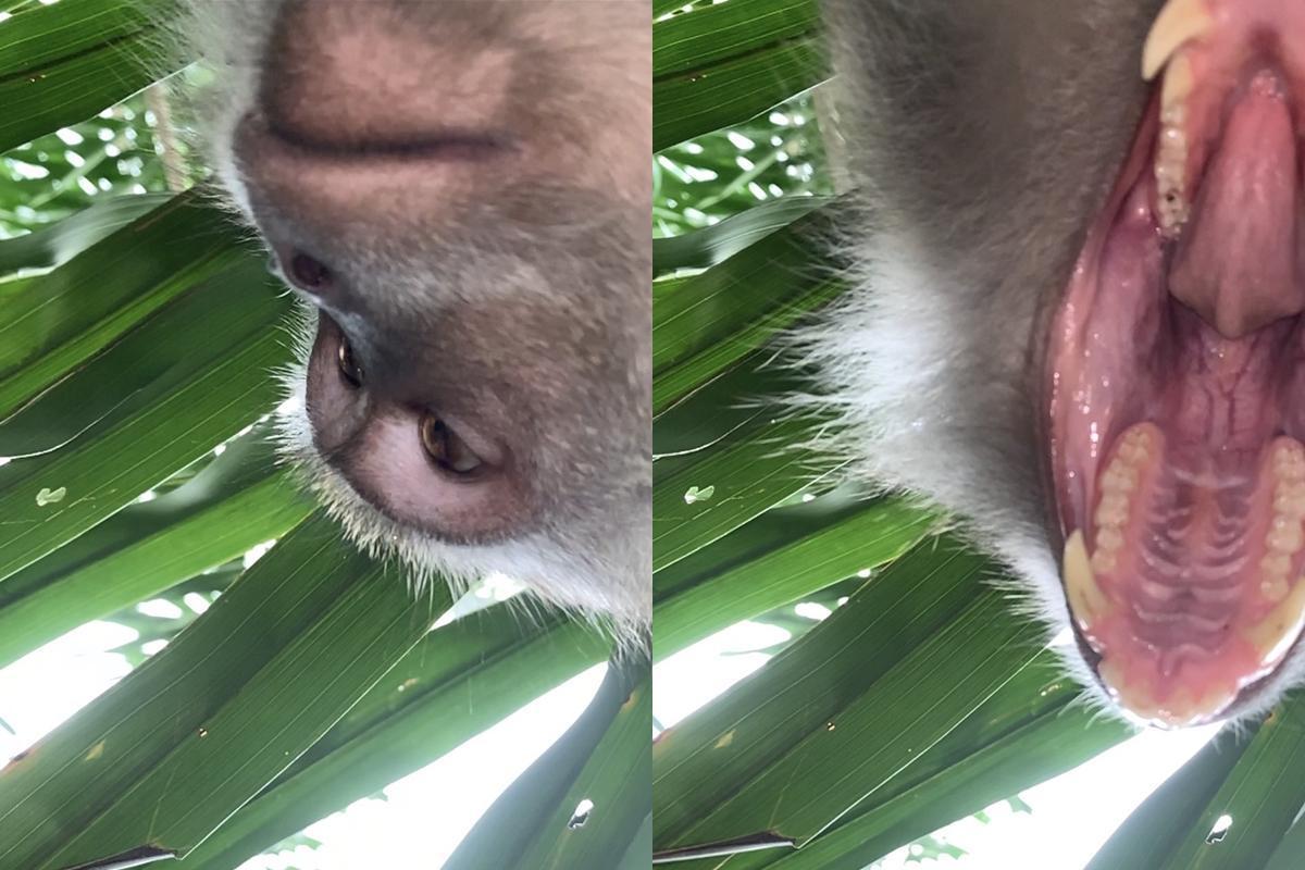 猴子拿走手機後意外啟動前鏡頭。（翻攝自Twitter／Zackrydz）