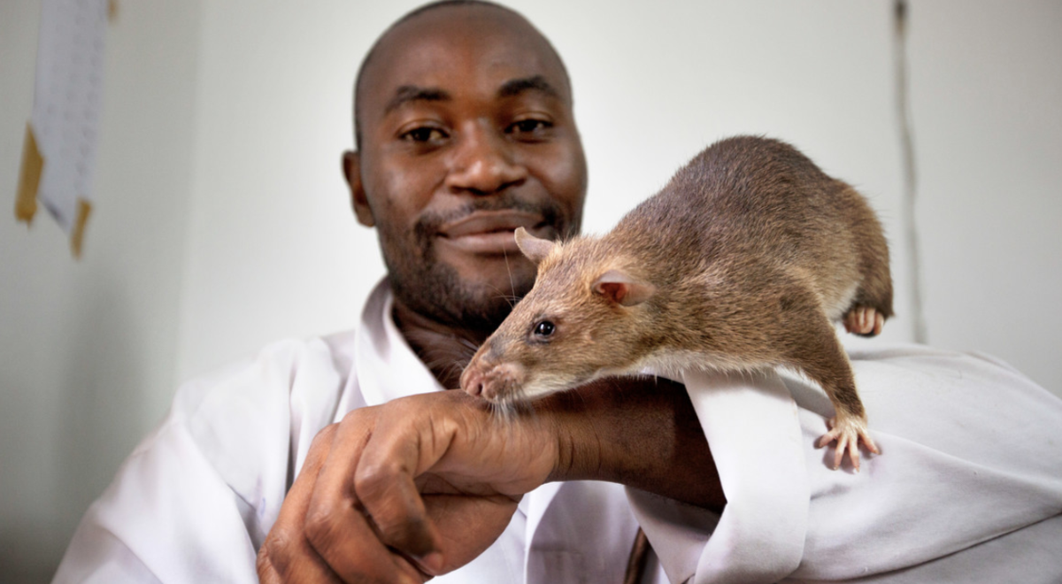非洲政府組織APOPO致力培育巨鼠以偵測地雷。（翻攝自APOPO網站）