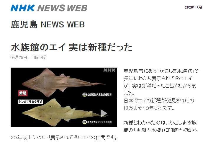 新物種看起來像是戴著三角布的鬼魂，所以被命名為「モノノケトンガリサカタザメ」（暫譯：妖怪及達尖犁頭鰩）。（翻攝自NHK）