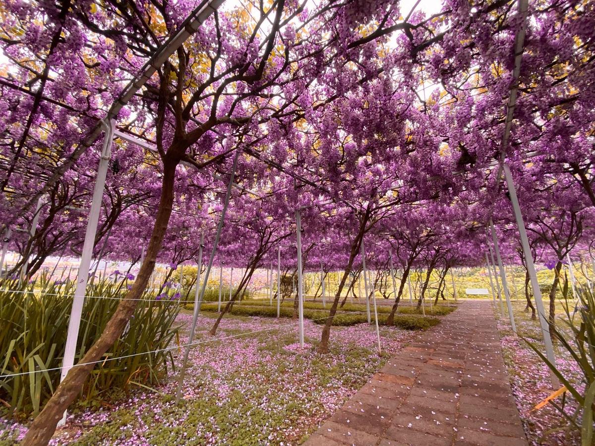 「淡水紫藤咖啡園」園主為了補貼虧損，割愛種植的老紫藤樹供遊客購買。（翻攝自自紫藤咖啡園臉書）