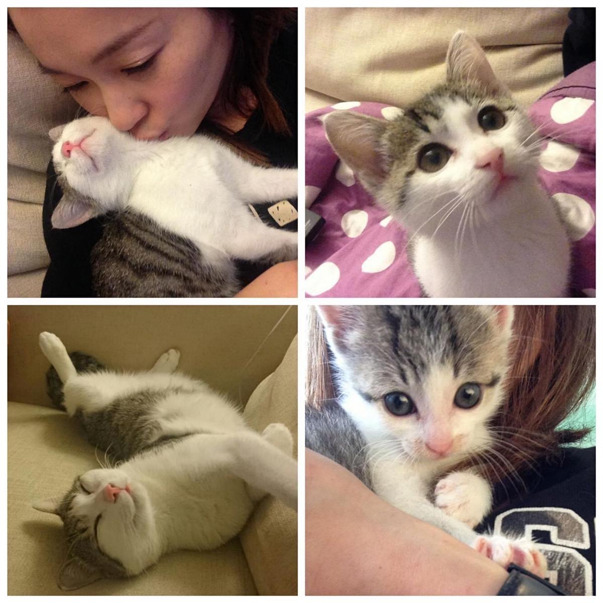 六月目前透過律師積極想把愛貓「小三」再接回飼養。（翻攝自六月臉書）