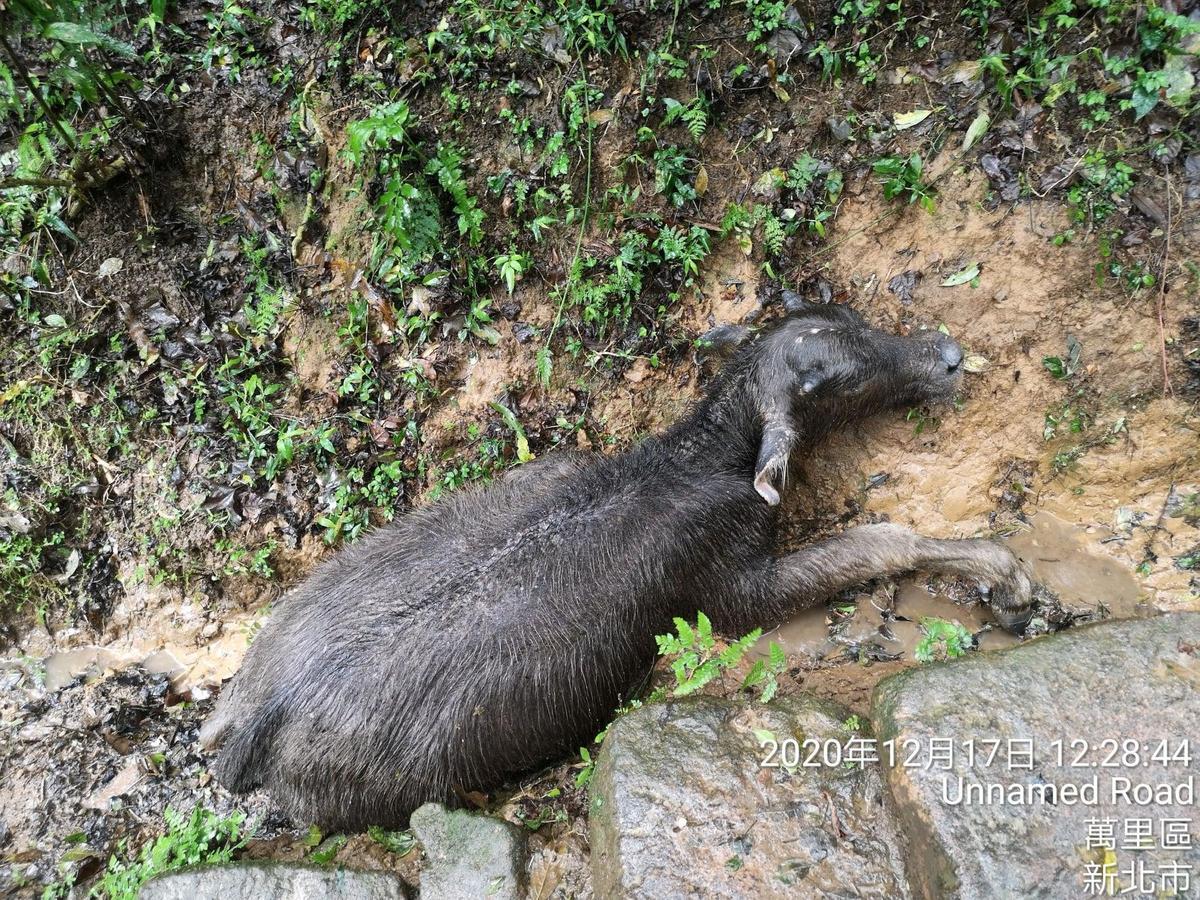 陽明山國家公園近日發生大量野牛暴斃。（翻攝自耿葳臉書）