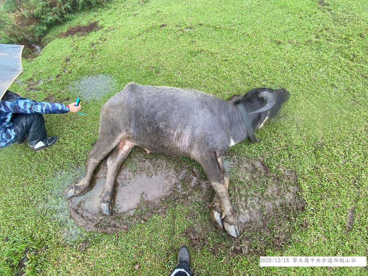 陽明山國家公園昨日又有一頭野牛死亡。（翻攝自耿葳臉書）