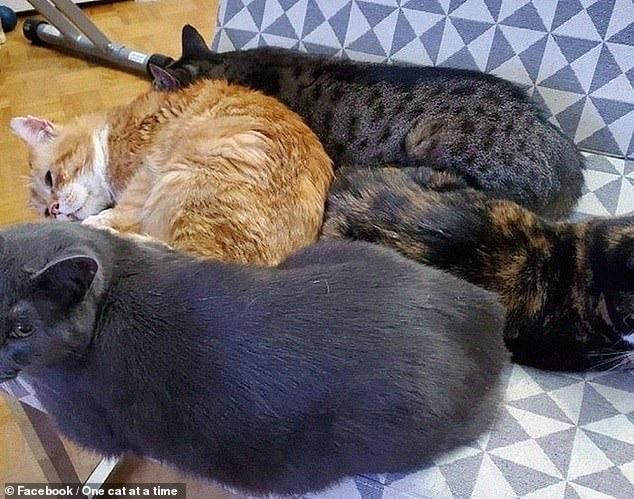 被收養的亞斯藍，跟一群朋友們躺在一起。（翻攝自Un chat à la fois / One cat at a time臉書）