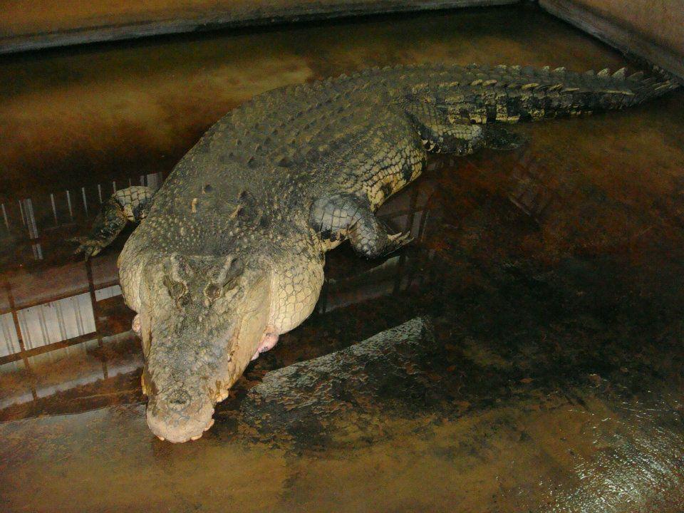 世界蛇王教育農場養殖的鱷魚。（翻攝自世界蛇王教育農場）