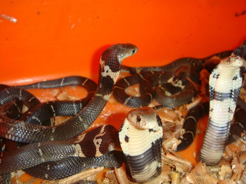 世界蛇王教育農場裡的眼鏡蛇。（翻攝自世界蛇王教育農場臉書）