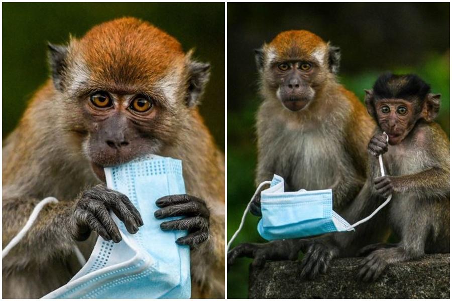 馬來西亞獼猴把被隨意丟棄口罩當食物吃。（翻攝自@hmetromy推特）