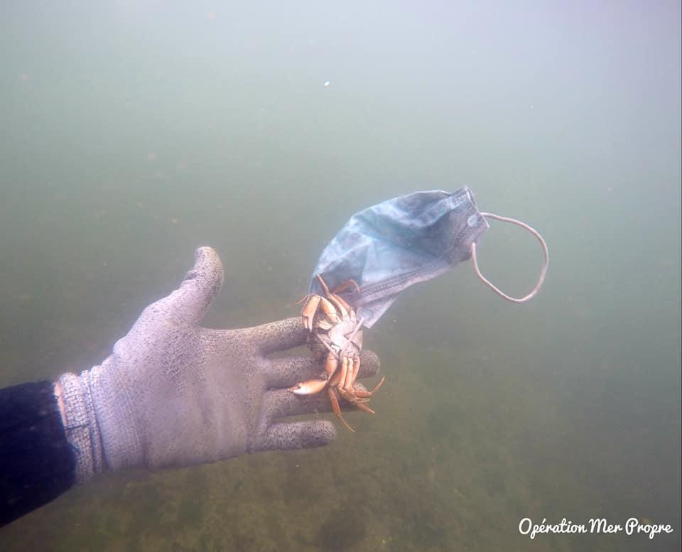 法國去年9月在鄰近地中海的鹹水潟湖，發現一隻困死於口罩裡的螃蟹。（翻攝自Opération Mer Propre臉書）