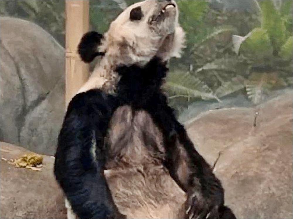園方與中國動物園協會解釋，丫丫是因反覆罹患皮膚病，才導致毛皮的狀態不佳。（翻攝自微博）