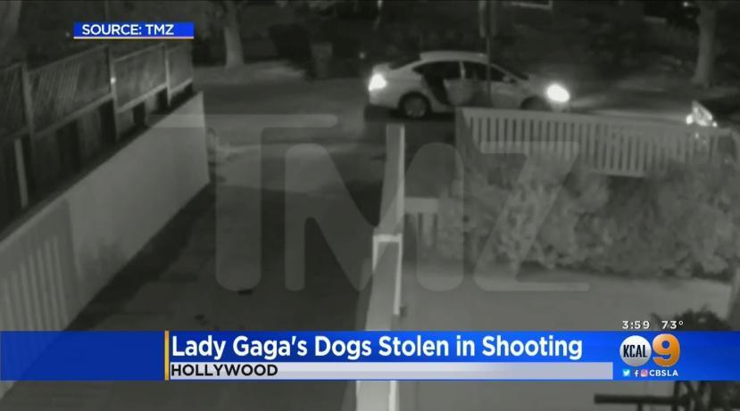 女神卡卡的遛狗員日前幫她帶狗去散步，竟遭歹徒開槍擄狗。（翻攝自CBS）
