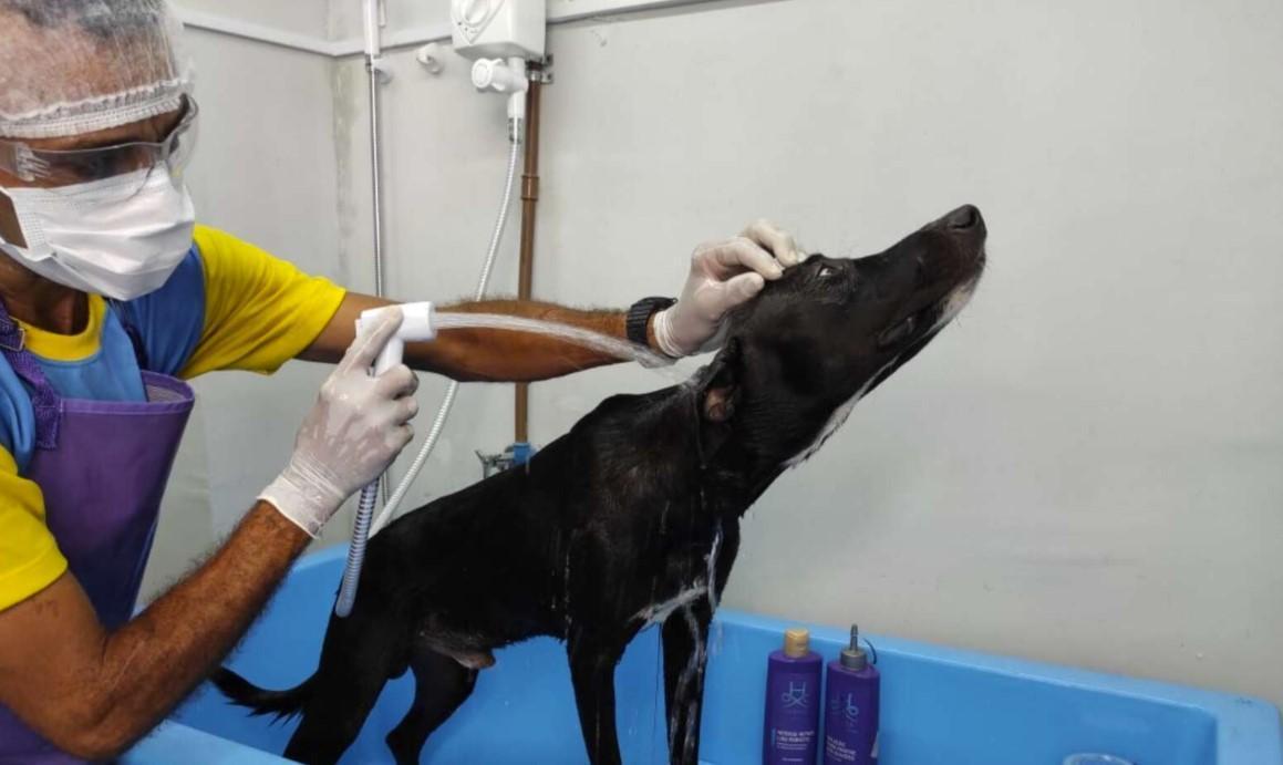 獸醫協助黑狗做檢查、洗澡。（翻攝自The Dodo）