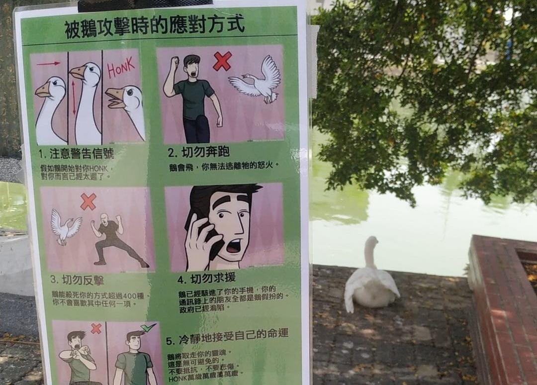 有網友在崑山科大內湖邊發現，有人張貼「被鵝攻擊時的應對方式」告示牌。（翻攝自路上觀察學院臉書社團）