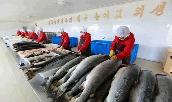清津市附近的養殖所自2007年來，一直在培育大西洋鮭魚。（翻攝朝鮮經貿文化情報 DPRK臉書）