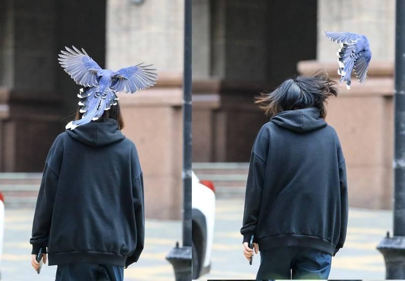 台灣國寶藍鵲發現學生闖入「地盤範圍」，趁人不注意時偷襲巴頭。（翻攝自中國文化大學官方臉書）