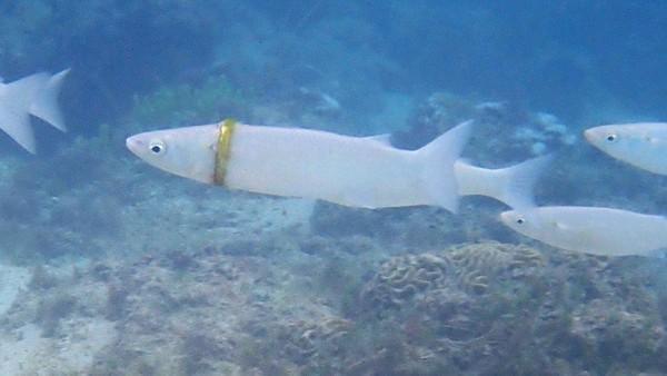 當地的潛水愛好者發現這條鯔魚竟被婚戒套住。（翻攝自Norfolk Island Time臉書）