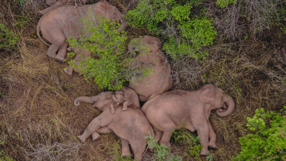 小小象被包圍在3頭母象中，擠來擠去試圖掙脫，逗趣可愛。（翻攝微博）