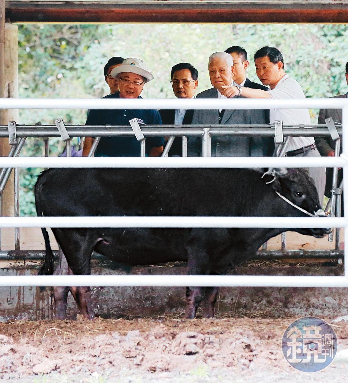 李登輝（右2）晚年成立源興居生技公司，在花蓮兆豐農場飼養源興牛，圖為2017年1月李到源興牛欄舍看牛。