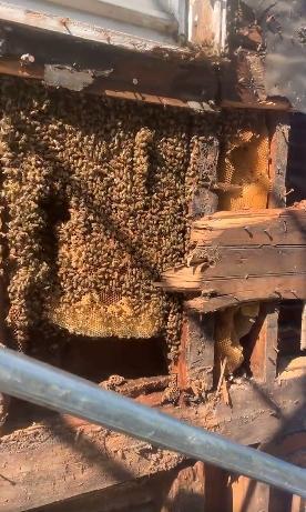 外觀非常巨大的蜂巢。（翻攝自Sara Weaver臉書）
