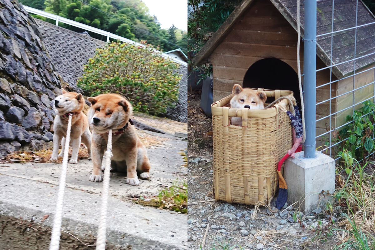 原PO常在推特分享家中4隻柴犬的日常，也有提到影片主角小葵一直很愛這個竹簍。（圖片翻攝推特@sabuchan105）