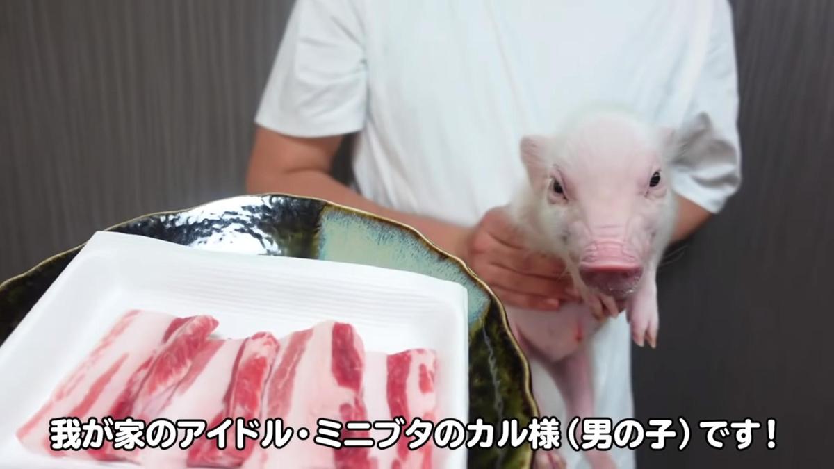 飼主讓小豬跟豬肉見面。（翻攝自100天后吃的猪 YouTube）