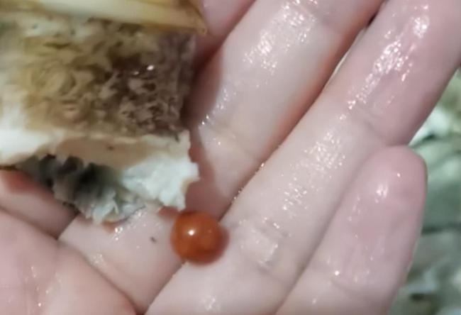 陳姓女子在海螺中吃到一顆極為珍貴的「美樂珠。」（翻攝自網易新聞）