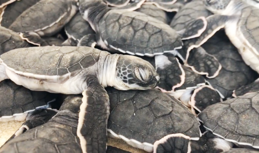 小笠原海洋中心致力於綠蠵龜等海洋生物的保育與研究，經常於社群分享在中心復育的小海龜療癒的日常。（翻攝推特@mt_seaturtle）