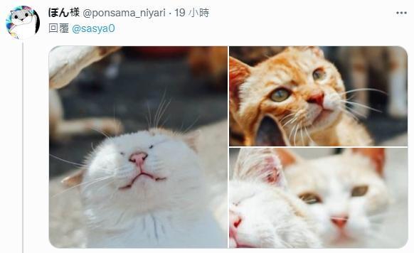 有幾位網友局部特寫其他貓咪的表情，許多人除了點名最愛哪隻貓之外，也各自模擬牠們不同的情緒對白。（翻攝推特@sasya0）
