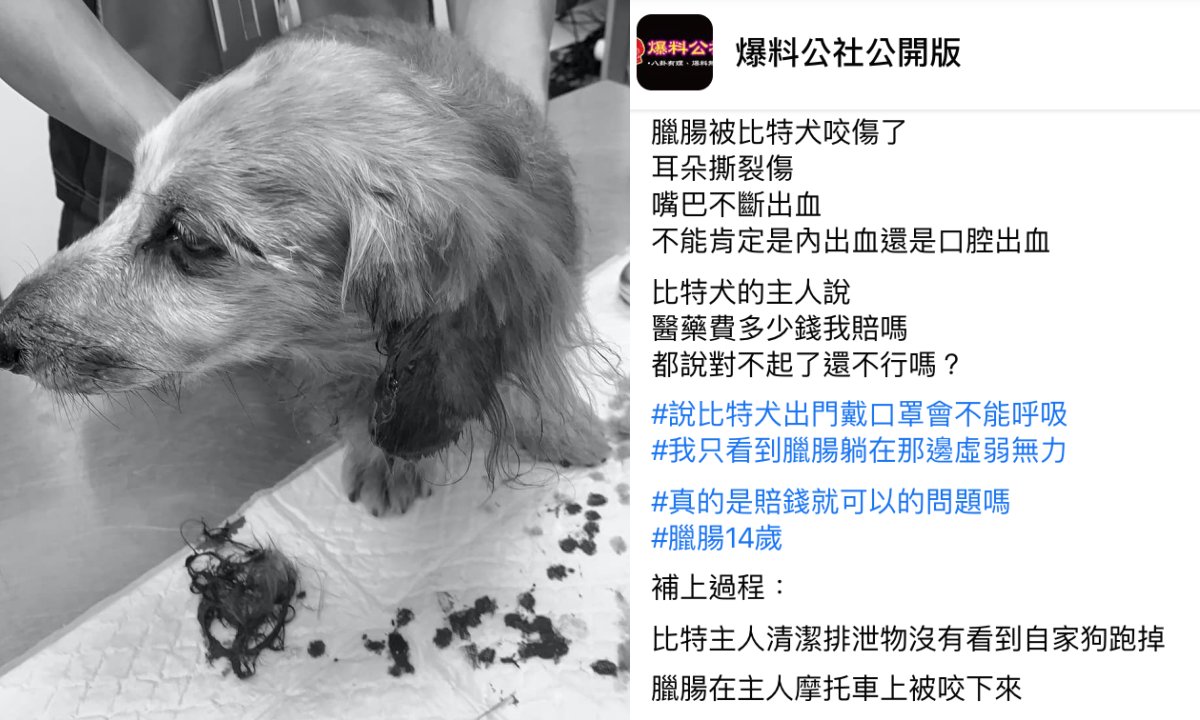 臘腸狗飼主在爆料公社發文，表示自己的狗被比特犬咬傷。（翻攝自爆料公社公開版臉書）