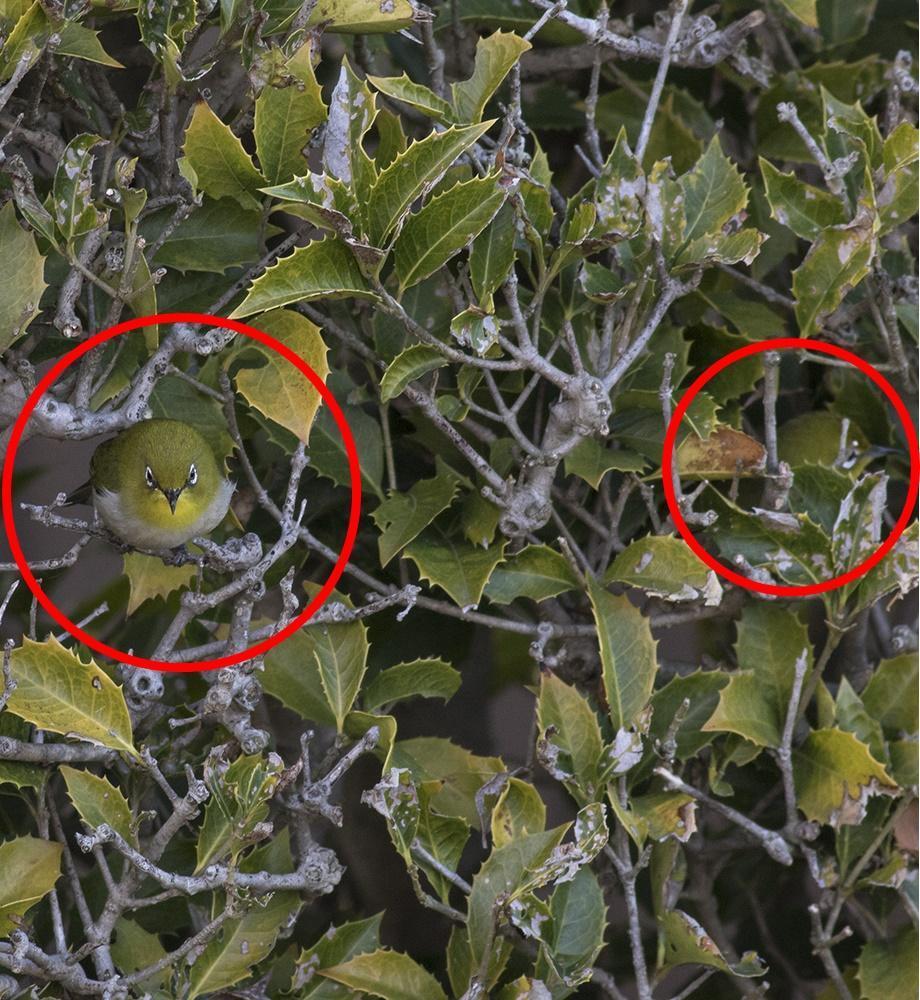 日本鳥類攝影師宮本桂的照片中茄時有兩隻綠繡眼。（翻攝自推特宮本 桂@KE_mi）