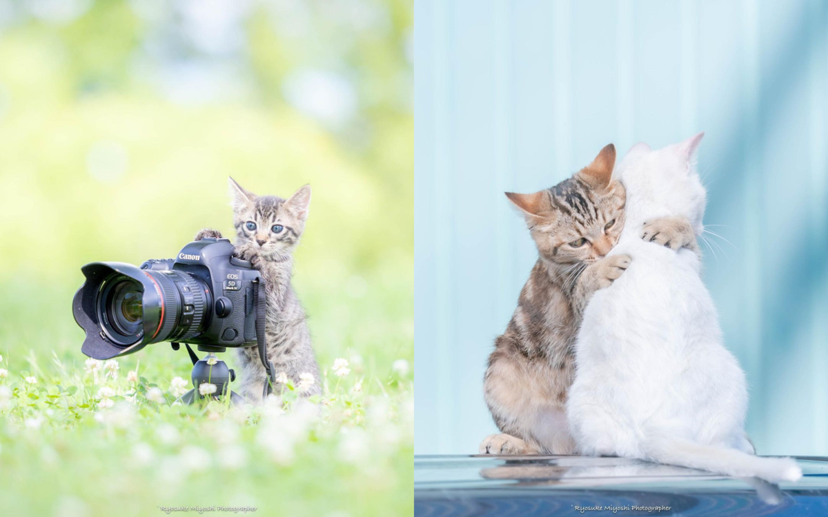 Ryosuke Miyoshi平常主要是拍攝浪貓或中途貓的萌照，也常運用大自然或一些設計巧思，拍出小貓的各種夢幻美照。（翻攝IG@ryostory1124）