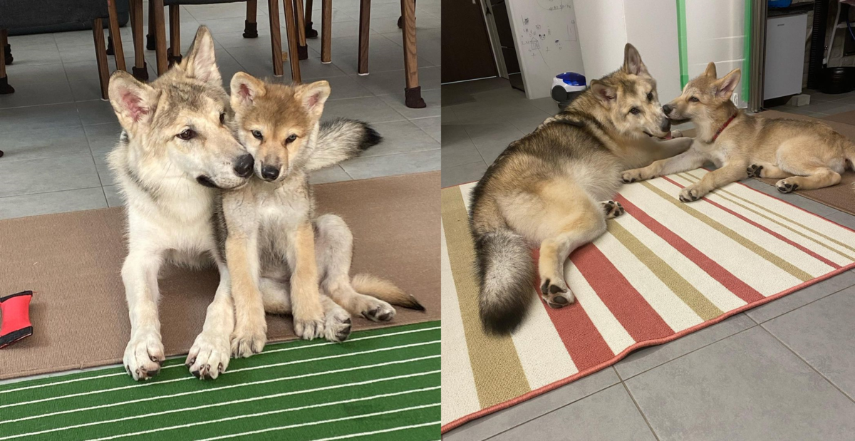 原PO家中先飼養了狼犬姐姐NAO，四個月後再養了狼犬弟弟KUN。照片中的KUN約一個月大，對比近日影片中的體型已落差很大。（翻攝IG@ wolfdog_nao_kun）