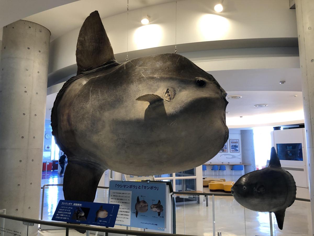 位於日本博物館的巨大翻車魚標本。（示意圖，翻攝維基百科）