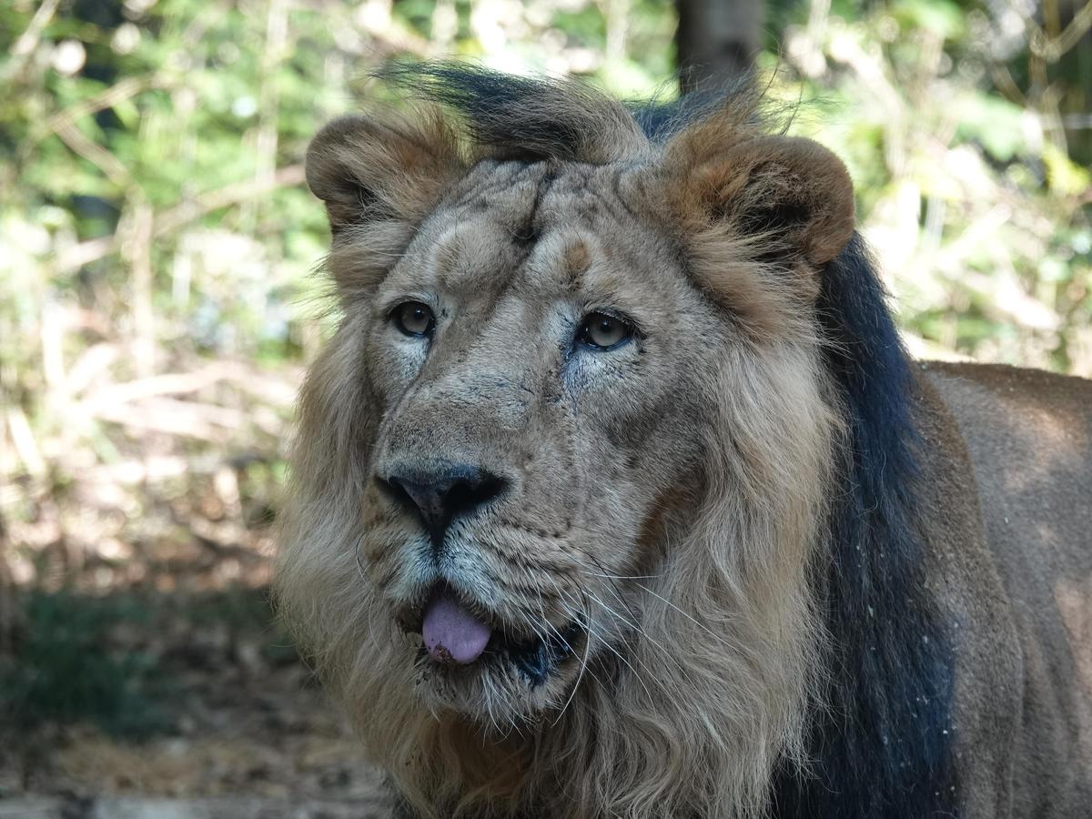 園內的獅子Baduri也定睛觀看老虎脫逃的捕捉演練。（翻攝自twitter @ZOORASIA_office）