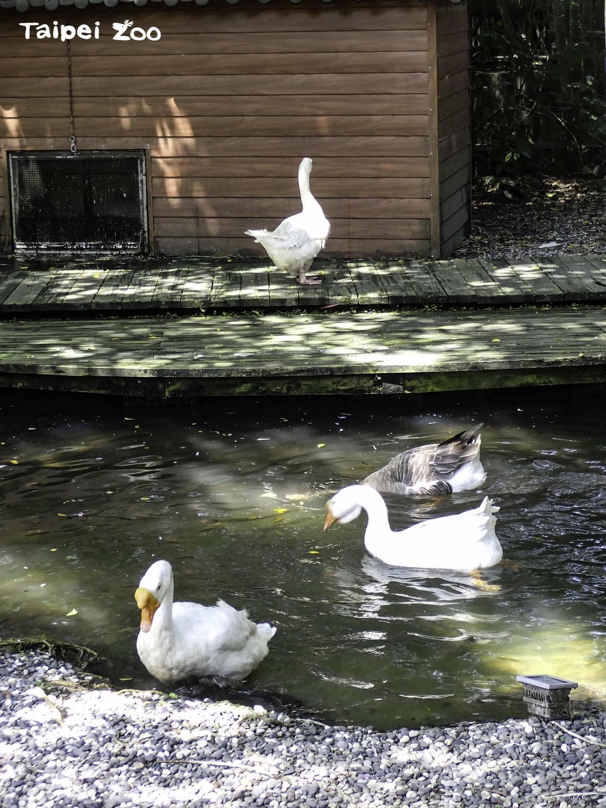當大家都下水池洗澡時，不下水的鵝自己在岸上閒晃。（台北市立動物園提供）