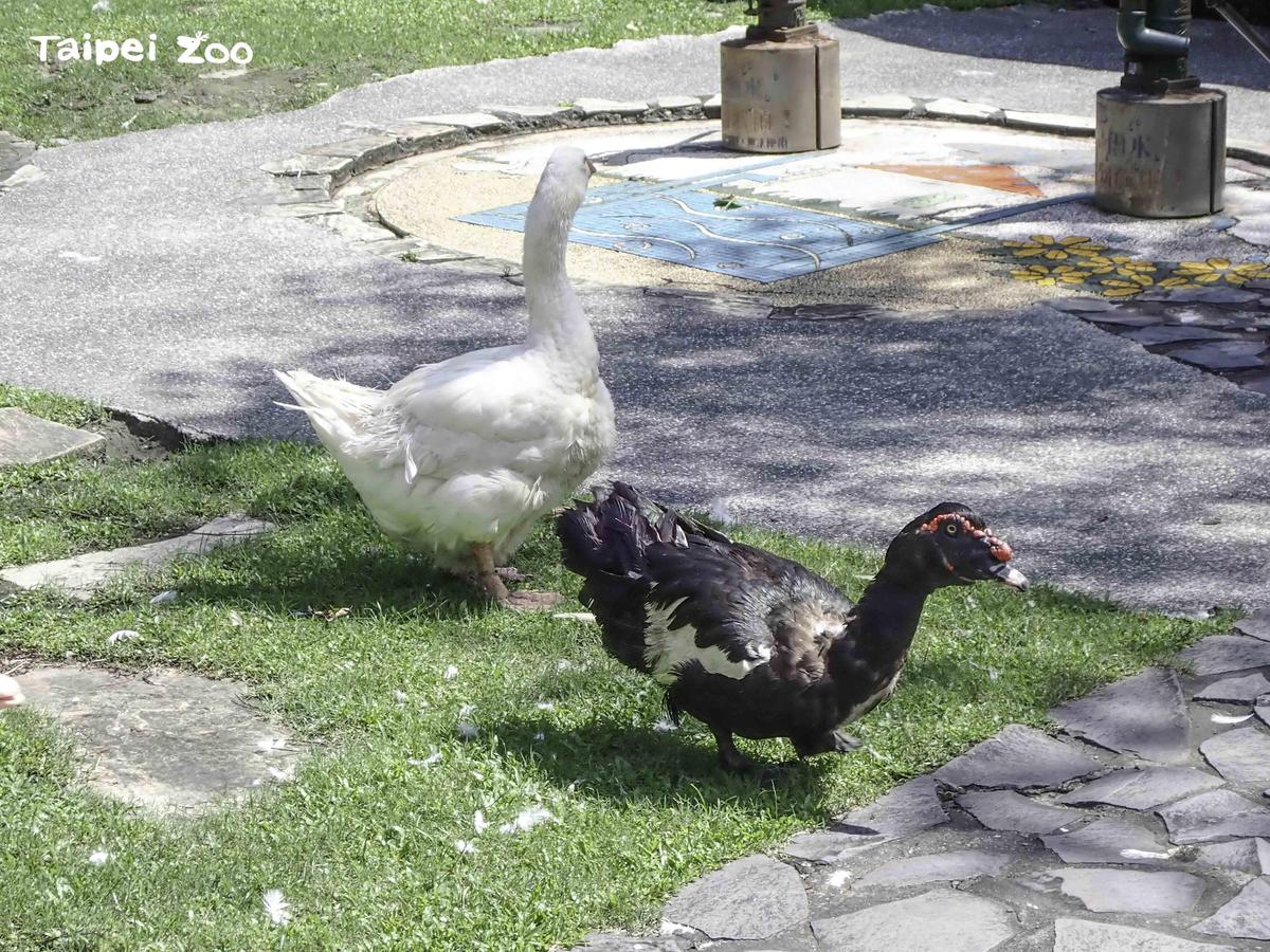 動物園裡有一隻白羅曼鵝和一隻番鴨從來不下水。（台北市立動物園提供）