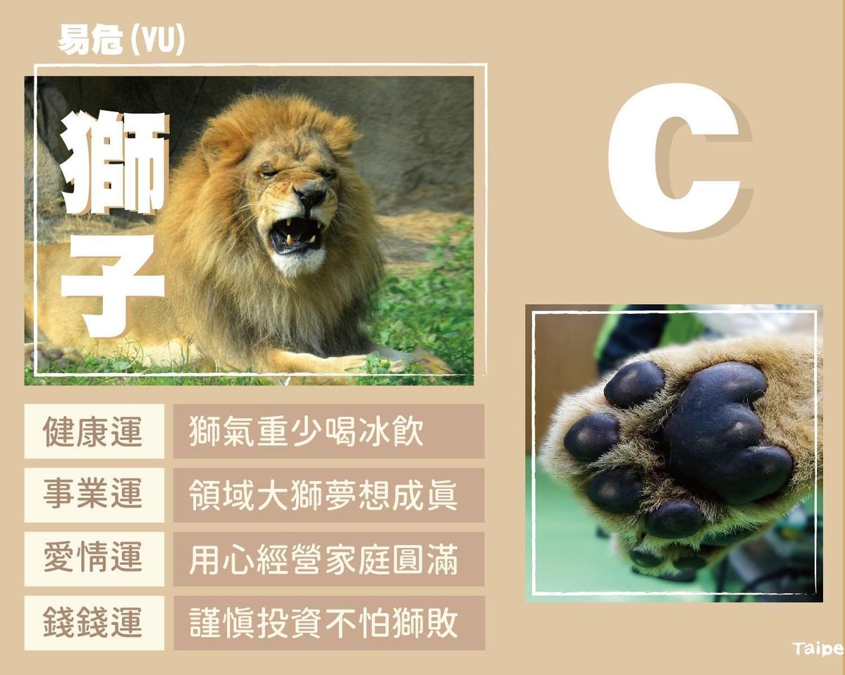 C選項為獅子。（翻攝台北市立動物園臉書）