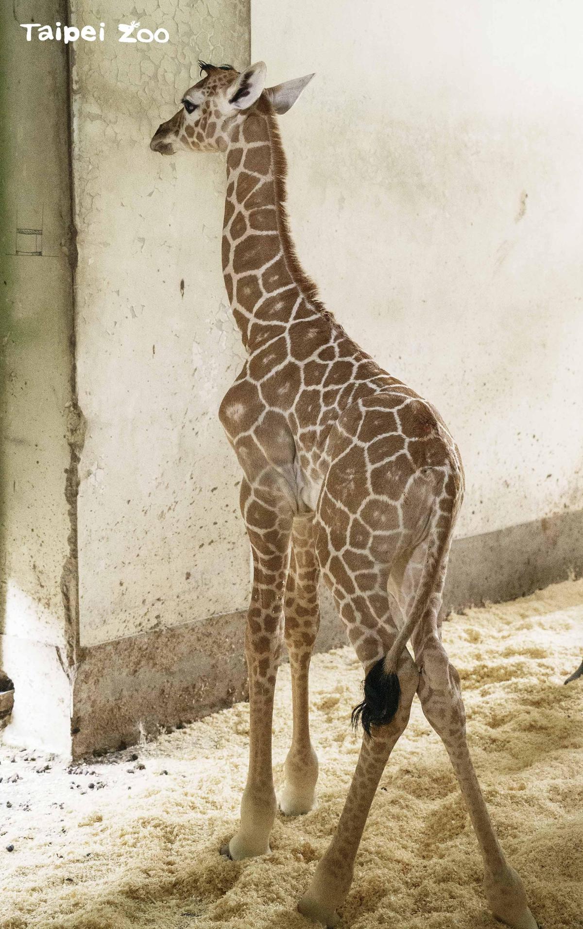 ▼長頸鹿寶寶出生第一天，身高達183公分。（圖／台北市立動物園提供／鏡週刊）